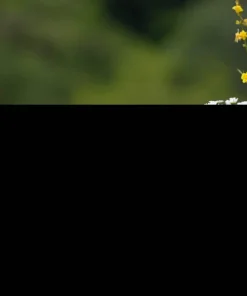 100 White Dwarf Creeping Daisy Seeds - Chrysanthemum Paludosum Flower Seeds - Image 6