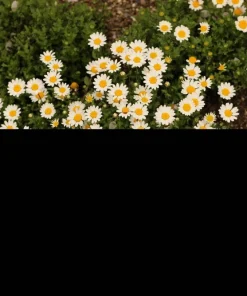 100 White Dwarf Creeping Daisy Seeds - Chrysanthemum Paludosum Flower Seeds - Image 7