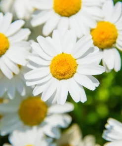 100 White Dwarf Creeping Daisy Seeds - Chrysanthemum Paludosum Flower Seeds - Image 9
