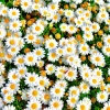 100 White Dwarf Creeping Daisy Seeds - Chrysanthemum Paludosum Flower Seeds - Image 1
