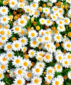 100 White Dwarf Creeping Daisy Seeds - Chrysanthemum Paludosum Flower Seeds - Image 1