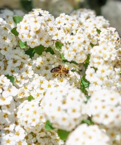 100 White Meadowsweet Spiraea Alba Seeds - Native Flower Shrub - Image 10