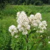 100 White Meadowsweet Spiraea Alba Seeds - Native Flower Shrub - Image 1