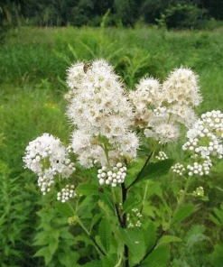 100 White Meadowsweet Spiraea Alba Seeds - Native Flower Shrub - Image 1
