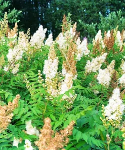 100 White Meadowsweet Spiraea Alba Seeds - Native Flower Shrub - Image 2