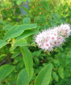 100 White Meadowsweet Spiraea Alba Seeds - Native Flower Shrub - Image 3