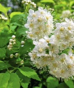 100 White Meadowsweet Spiraea Alba Seeds - Native Flower Shrub - Image 4