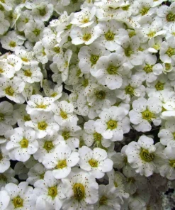 100 White Meadowsweet Spiraea Alba Seeds - Native Flower Shrub - Image 5