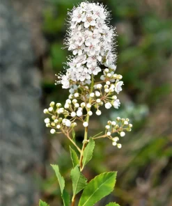 100 White Meadowsweet Spiraea Alba Seeds - Native Flower Shrub - Image 6
