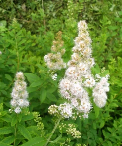 100 White Meadowsweet Spiraea Alba Seeds - Native Flower Shrub - Image 7