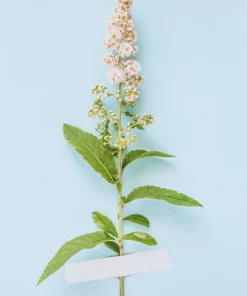100 White Meadowsweet Spiraea Alba Seeds - Native Flower Shrub - Image 8