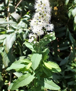 100 White Meadowsweet Spiraea Alba Seeds - Native Flower Shrub - Image 9