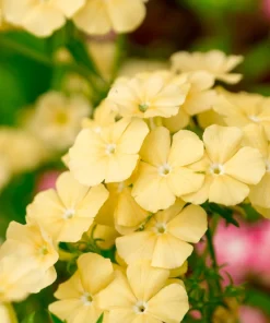 100 Yellow Beauty Phlox Drummondii Nana Compacta Dwarf Flower Seeds Outdoor - Image 2