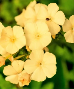 100 Yellow Beauty Phlox Drummondii Nana Compacta Dwarf Flower Seeds Outdoor - Image 3