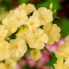 100 Yellow Beauty Phlox Drummondii Nana Compacta Dwarf Flower Seeds Outdoor - Image 1