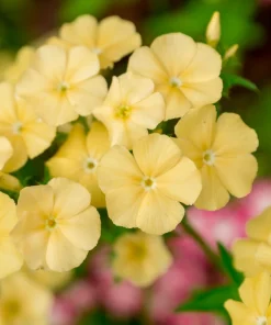 100 Yellow Beauty Phlox Drummondii Nana Compacta Dwarf Flower Seeds Outdoor - Image 1