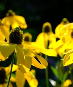 100 Yellow Coneflower Seeds - Ratibida Pinnata Flower Seeds for Gardens - Image 1