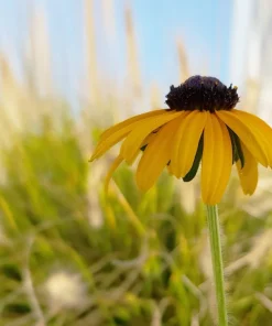 100 Yellow Coneflower Seeds - Ratibida Pinnata Flower Seeds for Gardens - Image 10