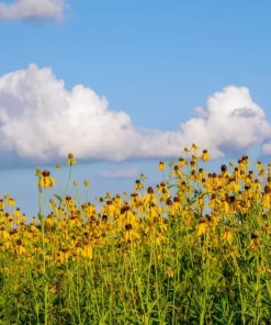 100 Yellow Coneflower Seeds - Ratibida Pinnata Flower Seeds for Gardens - Image 3