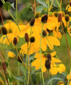 100 Yellow Coneflower Seeds - Ratibida Pinnata Flower Seeds for Gardens - Image 6
