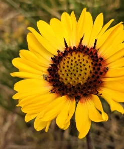 100 Yellow Gaillardia Aristata Flower Seeds - Blanket Flower Indian Blanket - Image 10