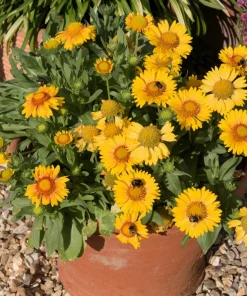 100 Yellow Gaillardia Aristata Flower Seeds - Blanket Flower Indian Blanket - Image 11