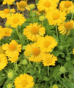 100 Yellow Gaillardia Aristata Flower Seeds - Blanket Flower Indian Blanket - Image 2