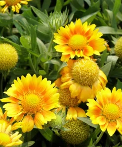 100 Yellow Gaillardia Aristata Flower Seeds - Blanket Flower Indian Blanket - Image 3