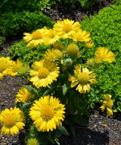 100 Yellow Gaillardia Aristata Flower Seeds - Blanket Flower Indian Blanket - Image 4