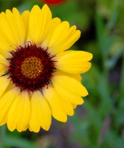 100 Yellow Gaillardia Aristata Flower Seeds - Blanket Flower Indian Blanket - Image 5
