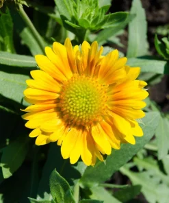 100 Yellow Gaillardia Aristata Flower Seeds - Blanket Flower Indian Blanket - Image 6