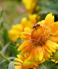 100 Yellow Gaillardia Aristata Flower Seeds - Blanket Flower Indian Blanket - Image 7