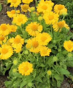 100 Yellow Gaillardia Aristata Flower Seeds - Blanket Flower Indian Blanket - Image 8