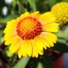 100 Yellow Gaillardia Aristata Flower Seeds - Blanket Flower Indian Blanket - Image 1