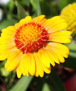 100 Yellow Gaillardia Aristata Flower Seeds - Blanket Flower Indian Blanket - Image 1