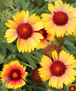 100 Yellow Gaillardia Aristata Flower Seeds - Blanket Flower Indian Blanket - Image 9