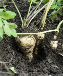 1000 All American Parsnip Seeds - White Root Vegetable, Pastinaca Sativa - Image 2