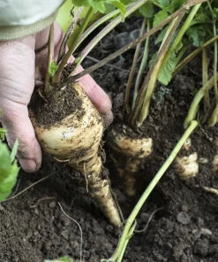 1000 All American Parsnip Seeds - White Root Vegetable, Pastinaca Sativa - Image 3