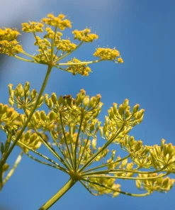 1000 All American Parsnip Seeds - White Root Vegetable, Pastinaca Sativa - Image 5