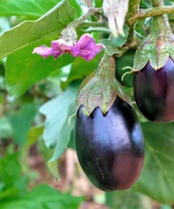 1000 Black Beauty Eggplant Seeds - Solanum Melongena Vegetable Seeds - Image 2