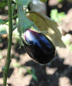 1000 Black Beauty Eggplant Seeds - Solanum Melongena Vegetable Seeds - Image 3