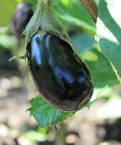 1000 Black Beauty Eggplant Seeds - Solanum Melongena Vegetable Seeds - Image 4