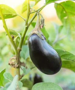 1000 Black Beauty Eggplant Seeds - Solanum Melongena Vegetable Seeds - Image 5
