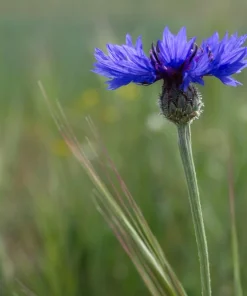 1000 Blue Bachelor's Button Cornflower Seeds - Tall 24-36