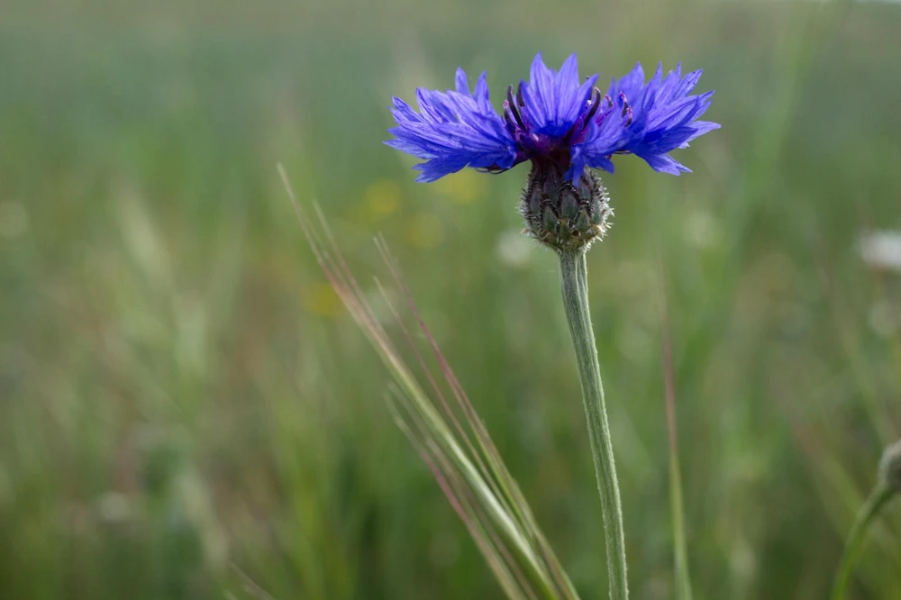 1000 Blue Bachelor's Button Cornflower Seeds - Tall 24-36" Flowers - Image 10