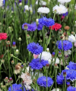 1000 Blue Bachelor's Button Cornflower Seeds - Tall 24-36