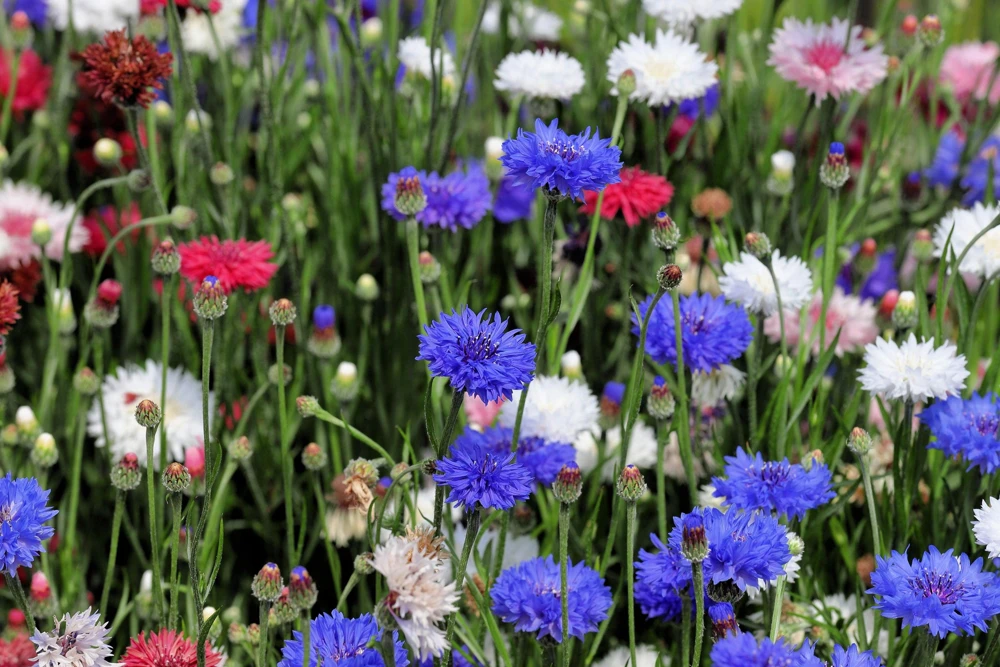1000 Blue Bachelor's Button Cornflower Seeds - Tall 24-36" Flowers - Image 11