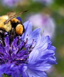 1000 Blue Bachelor's Button Cornflower Seeds - Tall 24-36" Flowers - Image 2