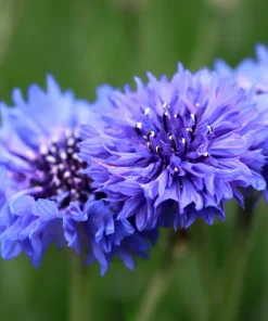 1000 Blue Bachelor's Button Cornflower Seeds - Tall 24-36