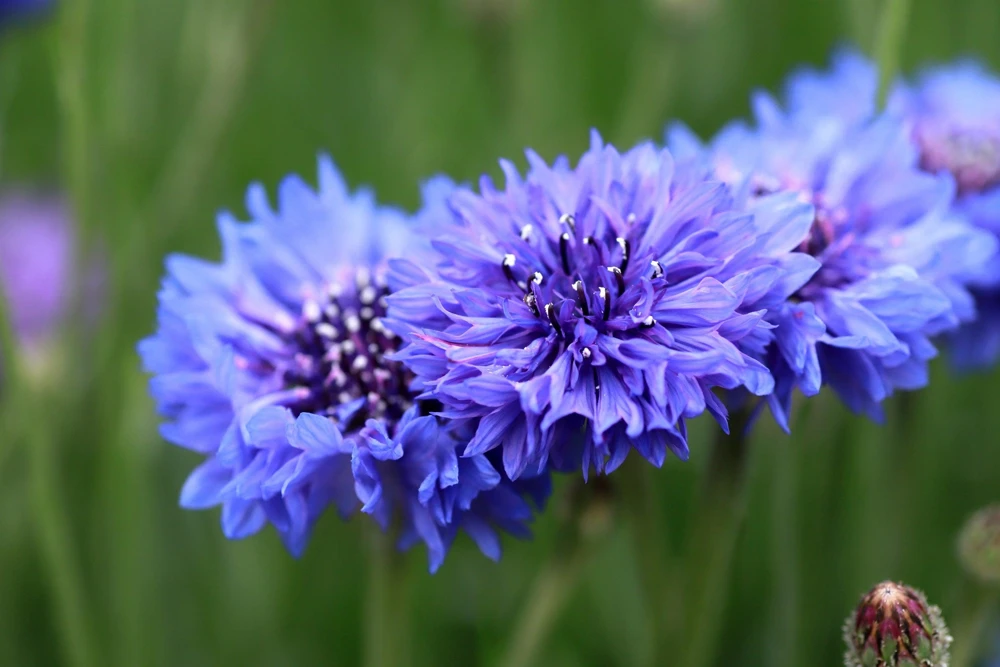 1000 Blue Bachelor's Button Cornflower Seeds - Tall 24-36" Flowers - Image 3